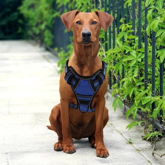 The Explorer's Choice Harness: Ultimate Comfort for Active Pups